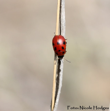 Luzernkfer Gonioctena fornicata-Brachacker-HttenfeldvorMlldeponie-1-N