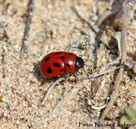 Luzernkfer Gonioctena fornicata-Brachacker-HttenfeldvorMlldeponie-2-N