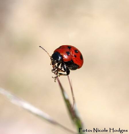 Luzernkfer Gonioctena fornicata-Brachacker-HttenfeldvorMlldeponie-3-N