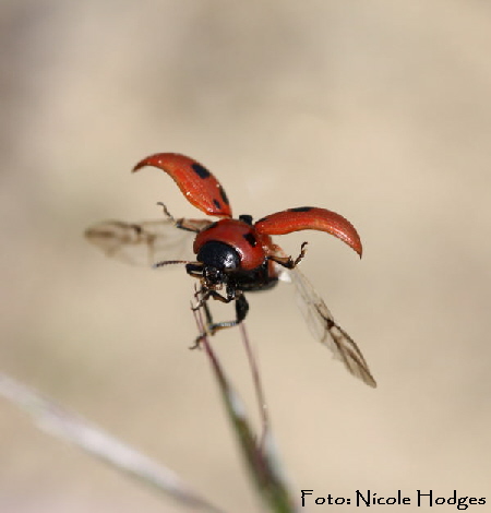 Luzernkfer Gonioctena fornicata-Brachacker-HttenfeldvorMlldeponie-Abflug-4-N