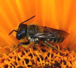 Mauerbiene Osmia bzw. Heriades spec. kl.