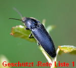 Wurzelhals-Schnellkfer kl.