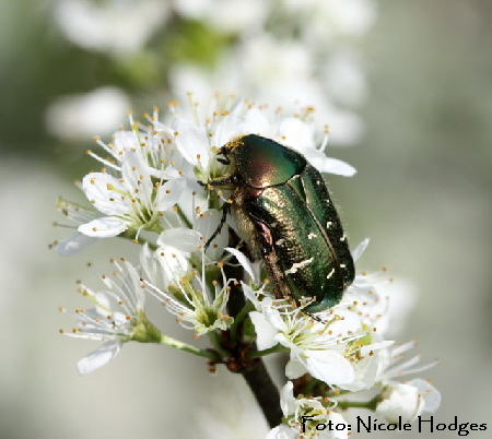Metallischer Rosenkfer Potosia cuprea-April09-LorscherSee-Feld (2)_N