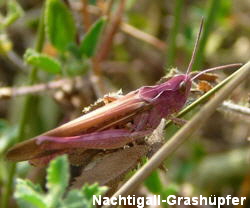 a_Nachtigall-Grashupfer__Chorthippus_cf