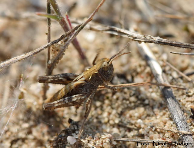 Nachtigall Grashpfer Chorthippus biguttulus-Gruppe-Larve i-Mai09-Brachacker-vorMlldeponie-2-N