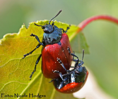 Pappelblattkäfer-Melasoma populi t-Mai09-Brachacker-beiMülldeponie-2-N Pappelblattkäfer-Melasoma populi t-Mai09-Brachacker-beiMülldeponie-2-N