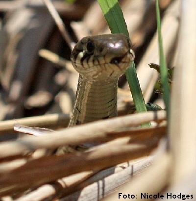 Ringelnatter-April09-LorscherSee-Ufer-7