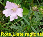 Rosen-Malve Malva alcea kl.