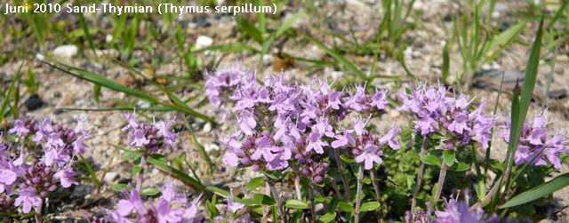 a_Sand-Thymian_Juni_2010_Viernheimer_Heide_NSG_Glockenbuckel_031