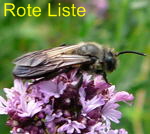 Sandbiene Andrena carbonaria kl.