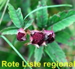 Sumpf-Blutauge  Potentilla palustris kl.