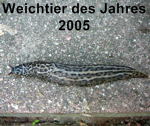 Tigerschnegel Limax maximus kl.
