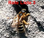 Vierbindige Furchenbiene (Halictus quadricinctus) kl.