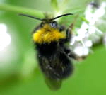 Wald-Schmarotzerhummel Psithyrus sylvestris kl.