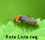Weichkfer Ancistronycha cyanipennis  kl.
