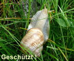 Weinbergschnecke kl.