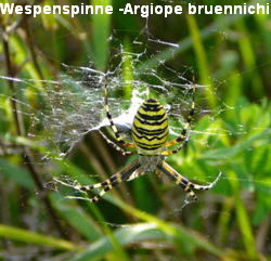 a_Wespenspinne__Argiope_bruennichi__Sept_2010_Viernheimer_Glockenbuckel_Blumen_090_250
