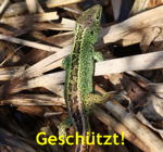 Zauneidechse Mnnchen kl.