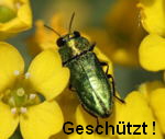 Zierlicher Prachtkfer Anthaxia nitidula  kl.
