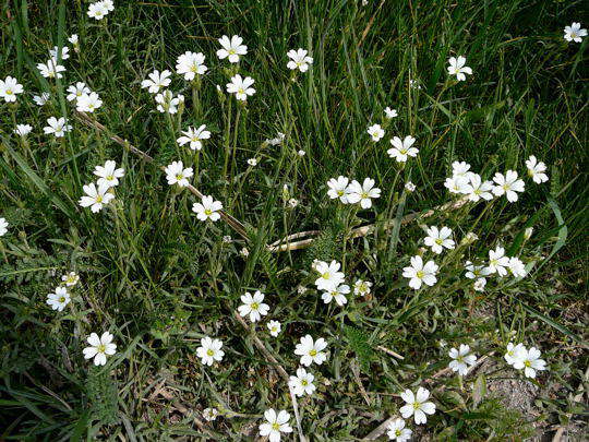 Acker-Hornkraut - Cerastium arvense