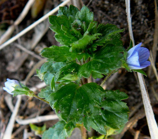 Gamander-Ehrenpreis - Veronica chamaedrys
