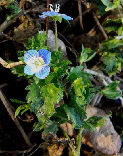 Gamander-Ehrenpreis - Veronica chamaedrys
