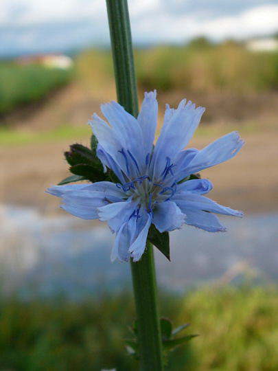 Gemeine Wegwarte - Cichorium intybus