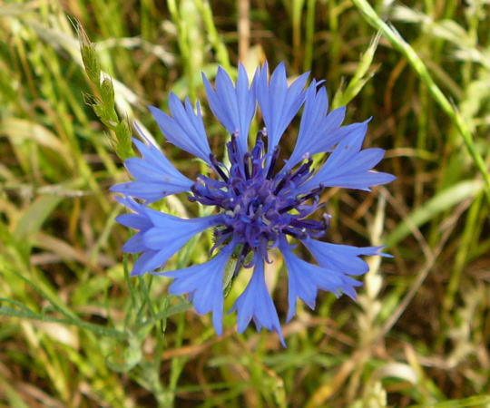 Kornblume - Centaurea cyanus