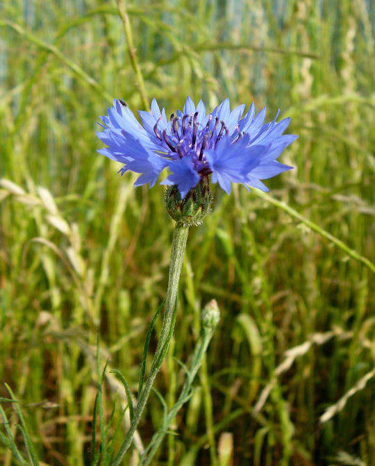Kornblume - Centaurea cyanus