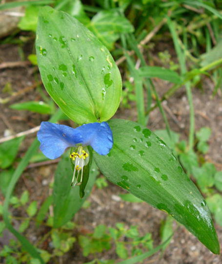 Tagblume - Commelina communis 