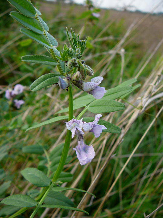 Zaun-Wicke - Vicia sepium