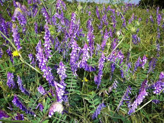 Zottel-Wicke - Vicia villosa