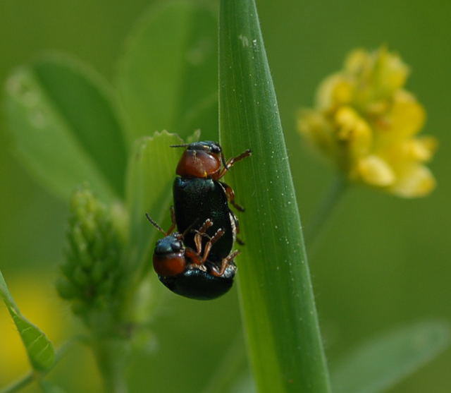 Blauer Langbeinkfer -Smaragdina salicina