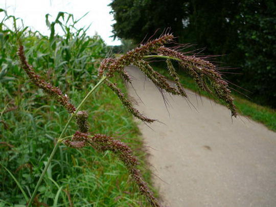 Gemeine Hhnerhirse - Echinochloa crus-galli