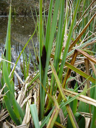 Sumpf-Segge - Carex acutiformis