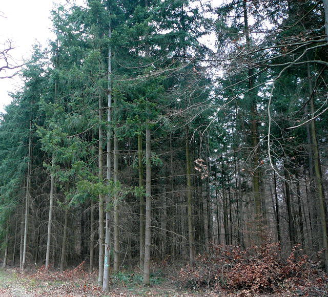 Dezember 2009 Kahlschlag im FFH-Gebiet