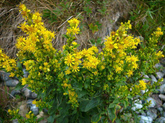 Echte Goldrute - Solidago virgaurea