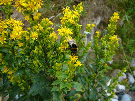Echte Goldrute - Solidago virgaurea