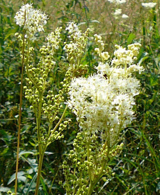 Echtes Mdes - Filipendula ulmaria