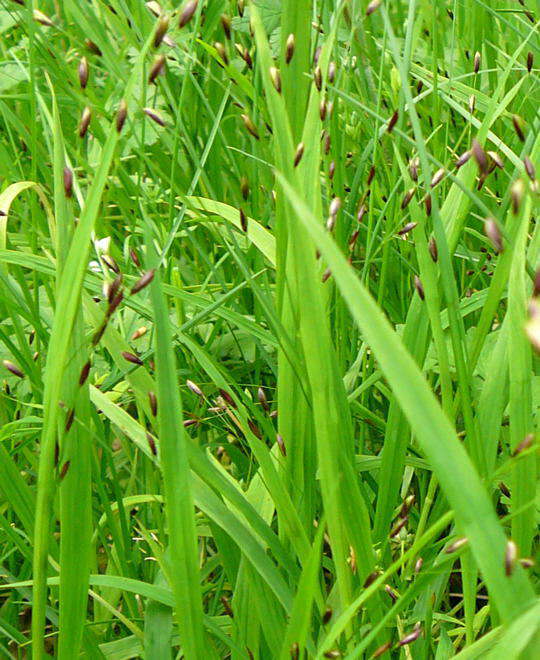 Einbltiges Perlgras - Melica uniflora