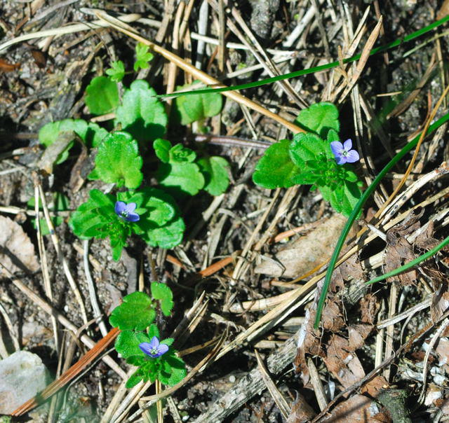 Feld-Ehrenpreis - Veronica arvensis