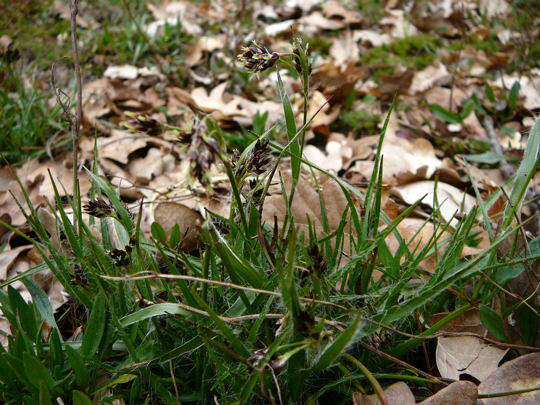 Feld-Hainsimse - Luzula campestris