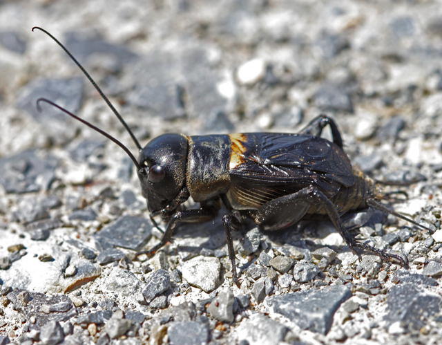 Feldgrille - Gryllus campestris
