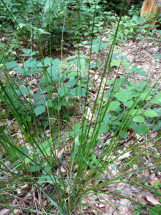 Flatterbinse - Junctus effusus