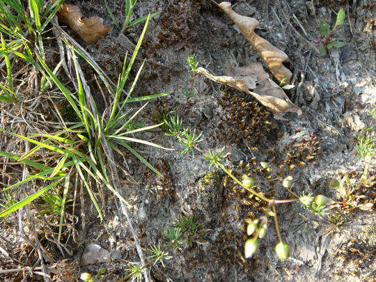 Frhlings-Spark - Spergula morisonii 