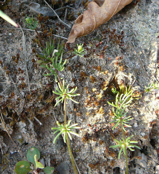 Frhlings-Spark - Spergula morisonii 