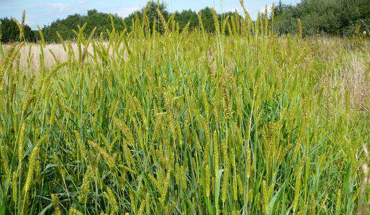 Fuchsrote Borstenhirse - Setaria pumila