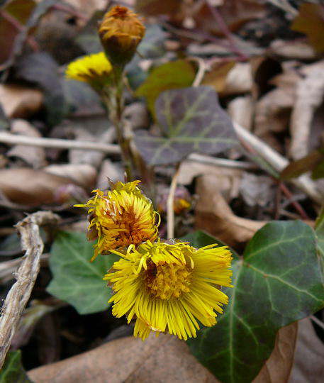 Gemeiner Huflattich - Tussilago farfara
