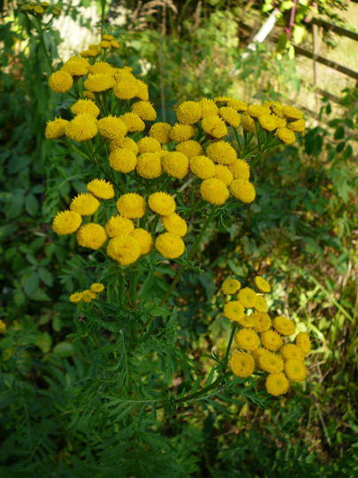 Gemeiner Rainfarn - Tanacetum vulgare
