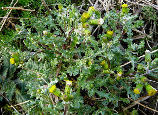 Gemeines Greiskraut - Senecio vulgaris